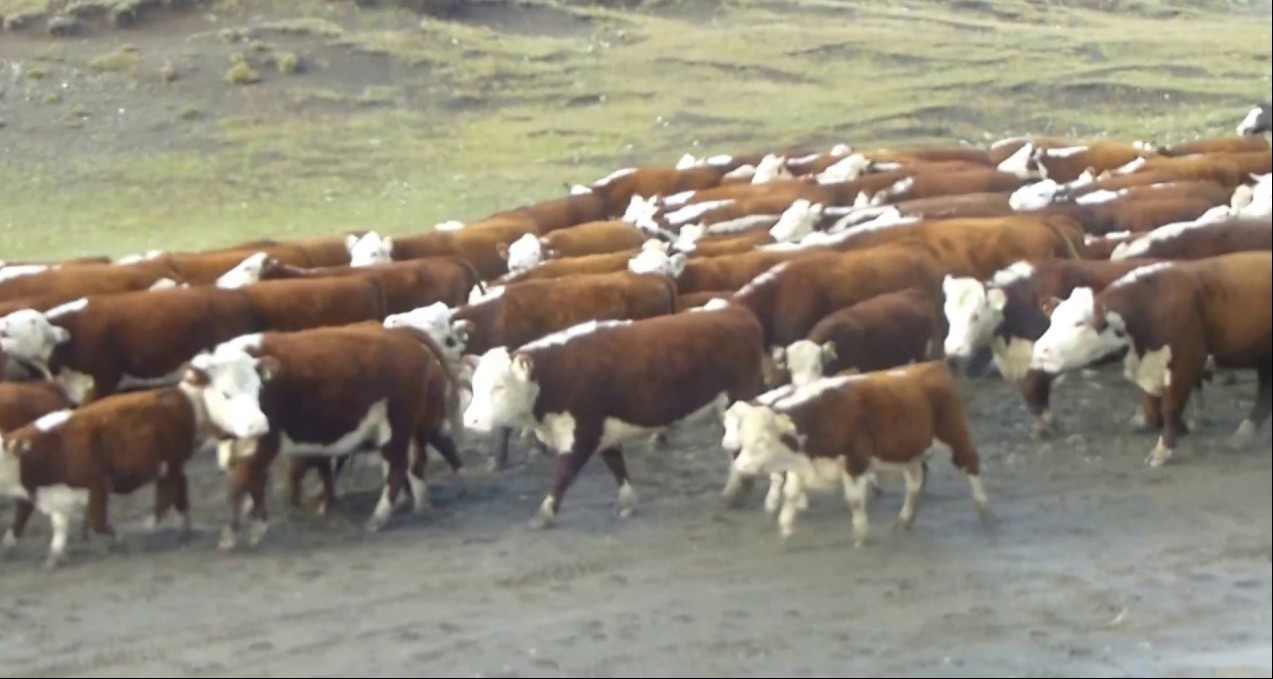 El intendente, el gobernador, el cura y las vacas