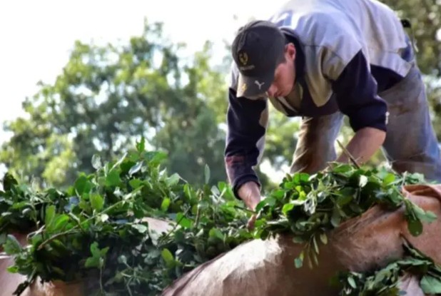 Productores yerbateros piden una ley para evitar el colapso  